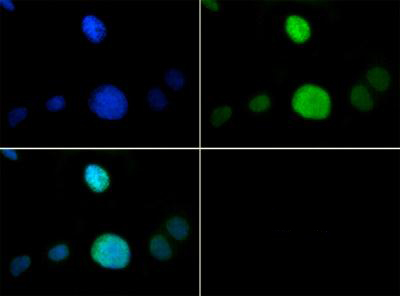 Immunocytochemistry/ Immunofluorescence - Anti-Histone H3 (phospho T6, mono methyl K9) antibody (AB272145), expandable thumbnail