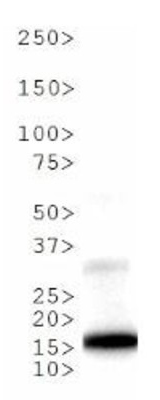 Western blot - Anti-Histone H3 (phospho T6, mono methyl K9) antibody (AB272145), expandable thumbnail