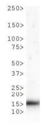 Western blot - Anti-Histone H3 (phospho T6, mono methyl K9) antibody (AB272145), expandable thumbnail
