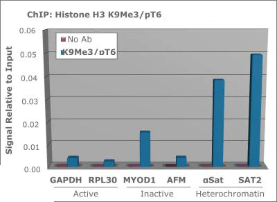 ChIP - Anti-Histone H3 (phospho T6, tri methyl K9) antibody (AB272147)