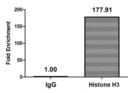 ChIP - Anti-Histone H3 (propionyl K23) antibody (AB241466)