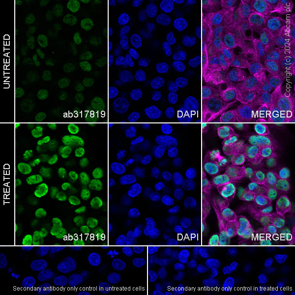 Immunocytochemistry/ Immunofluorescence - Anti-Histone H3 (propionyl K23) antibody [EPR28672-86] (AB317819)
