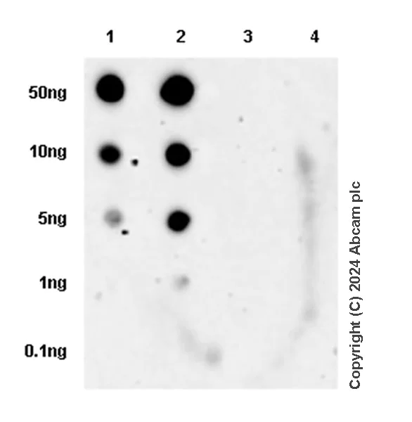 Dot Blot - Anti-Histone H3 (propionyl K23) antibody [EPR28672-86] - BSA and Azide free (AB317820)