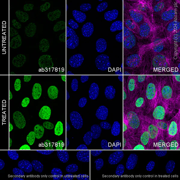 Immunocytochemistry/ Immunofluorescence - Anti-Histone H3 (propionyl K23) antibody [EPR28672-86] - BSA and Azide free (AB317820)