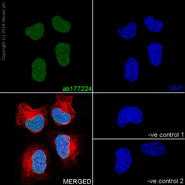 Immunocytochemistry/ Immunofluorescence - Anti-Histone H3 (symmetric di methyl R17) antibody [EPR17249] (AB177224), expandable thumbnail