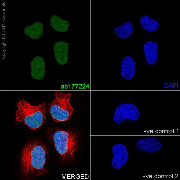Immunocytochemistry/ Immunofluorescence - Anti-Histone H3 (symmetric di methyl R17) antibody [EPR17249] (AB177224)
