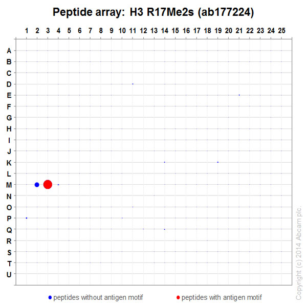 Peptide Array - Anti-Histone H3 (symmetric di methyl R17) antibody [EPR17249] (AB177224), expandable thumbnail