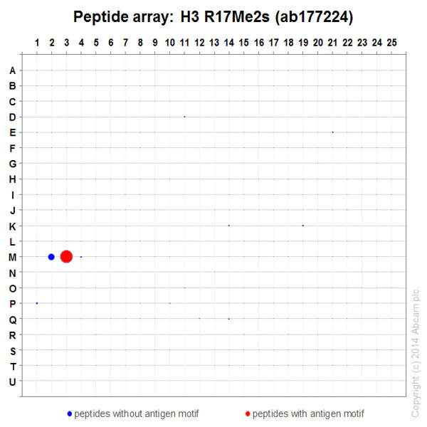 Peptide Array - Anti-Histone H3 (symmetric di methyl R17) antibody [EPR17249] (AB177224)