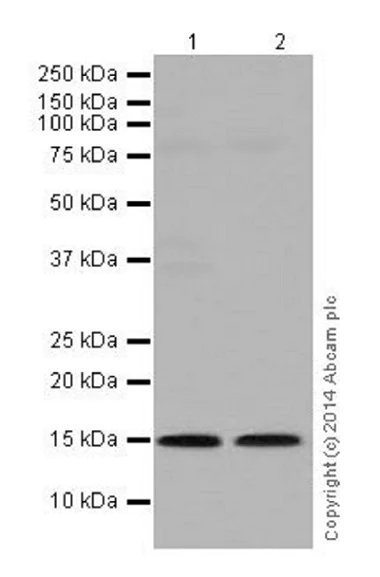 Western blot - Anti-Histone H3 (symmetric di methyl R17) antibody [EPR17249] (AB177224)