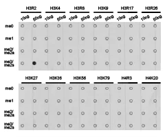 Dot Blot - Anti-Histone H3 (symmetric di methyl R2) antibody (AB194684)