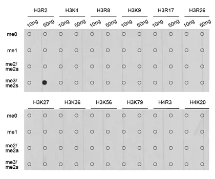 Dot Blot - Anti-Histone H3 (symmetric di methyl R2) antibody (AB194684)