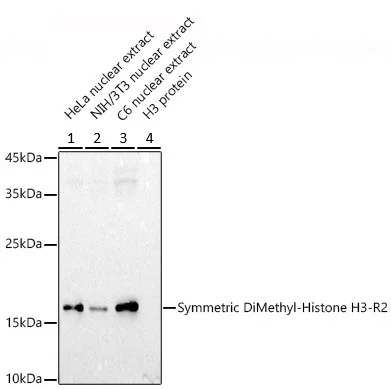 Western blot - Anti-Histone H3 (symmetric di methyl R2) antibody (AB194684)
