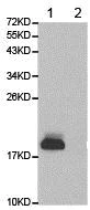 Western blot - Anti-Histone H3 (symmetric di methyl R2) antibody (AB194684)