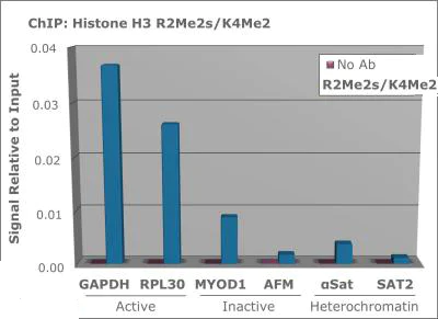 ChIP - Anti-Histone H3 (symmetric di methyl R2, di methyl K4) antibody (AB272156)