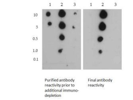 Dot Blot - Anti-Histone H3 (symmetric di methyl R2, di methyl K4) antibody (AB272156), expandable thumbnail