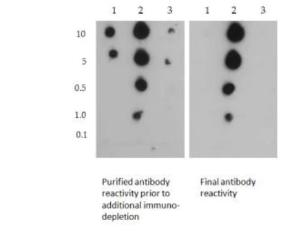 Dot Blot - Anti-Histone H3 (symmetric di methyl R2, di methyl K4) antibody (AB272156)