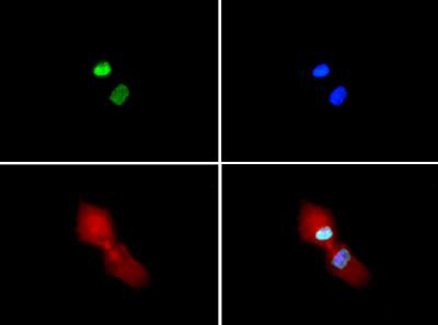 Immunocytochemistry/ Immunofluorescence - Anti-Histone H3 (symmetric di methyl R2, di methyl K4) antibody (AB272156), expandable thumbnail