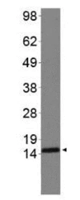 Western blot - Anti-Histone H3 (symmetric di methyl R2, di methyl K4) antibody (AB272156)