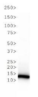 Western blot - Anti-Histone H3 (symmetric di methyl R2, di methyl K4) antibody (AB272156), expandable thumbnail