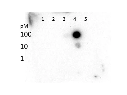 Dot Blot - Anti-Histone H3 (tri methyl K27) antibody (AB272165)