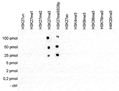 Dot Blot - Anti-Histone H3 (tri methyl K27) antibody - ChIP Grade (AB195477)