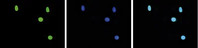 Immunocytochemistry/ Immunofluorescence - Anti-Histone H3 (tri methyl K27) antibody - ChIP Grade (AB195477)