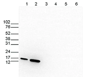 Western blot - Anti-Histone H3 (tri methyl K27) antibody - ChIP Grade (AB195477)