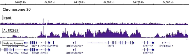 ChIP-sequencing - Anti-Histone H3 (tri methyl K27) antibody [EPR18607] - BSA and Azide free (AB222481)