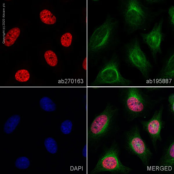 Immunocytochemistry/ Immunofluorescence - Anti-Histone H3 (tri methyl K27) antibody [EPR18607] - BSA and Azide free (AB222481)