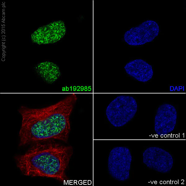 Immunocytochemistry/ Immunofluorescence - Anti-Histone H3 (tri methyl K27) antibody [EPR18607] - BSA and Azide free (AB222481)