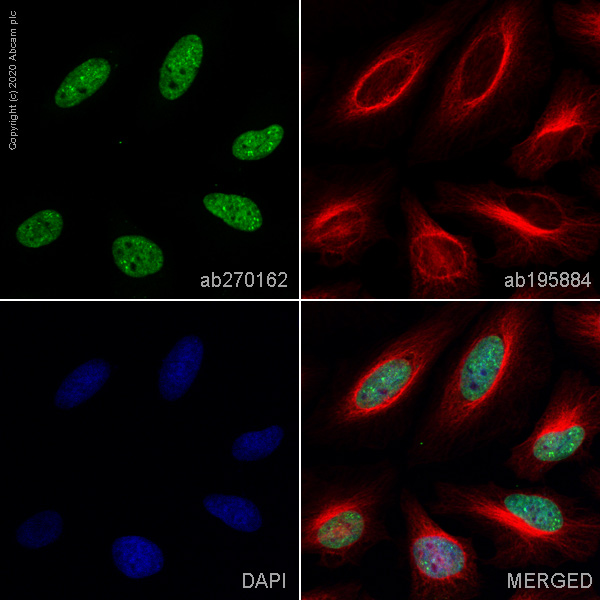Immunocytochemistry/ Immunofluorescence - Anti-Histone H3 (tri methyl K27) antibody [EPR18607] - BSA and Azide free (ab222481), expandable thumbnail