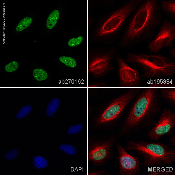 Immunocytochemistry/ Immunofluorescence - Anti-Histone H3 (tri methyl K27) antibody [EPR18607] - BSA and Azide free (AB222481)