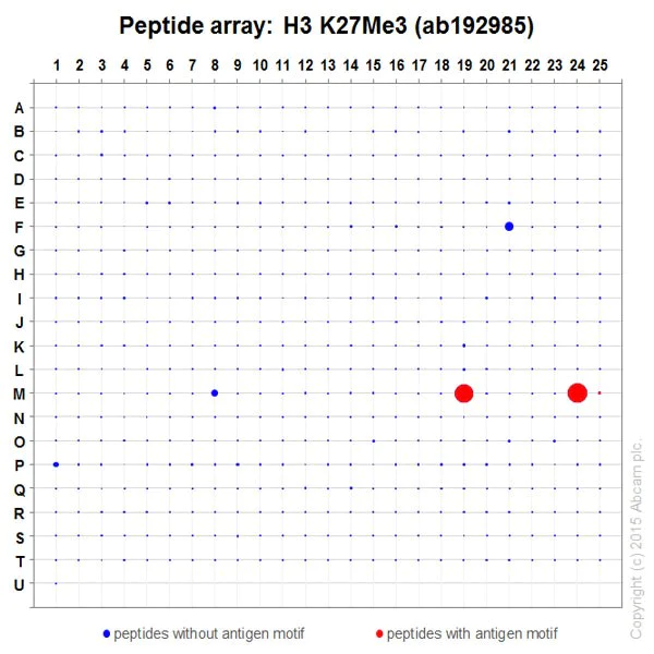 Peptide Array - Anti-Histone H3 (tri methyl K27) antibody [EPR18607] - BSA and Azide free (AB222481)
