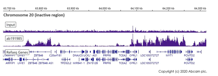 ChIP-sequencing - Anti-Histone H3 (tri methyl K27) antibody [EPR18607] - ChIP Grade (AB192985)