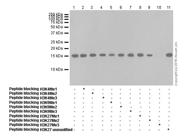 Western blot - Anti-Histone H3 (tri methyl K27) antibody [EPR18607] - ChIP Grade (AB192985)
