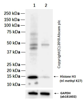 Western blot - Anti-Histone H3 (tri methyl K27) antibody [EPR18607] - ChIP Grade (AB192985)