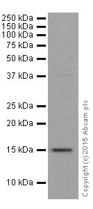 Western blot - Anti-Histone H3 (tri methyl K27) antibody [EPR18607] - ChIP Grade (AB192985)