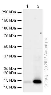 Western blot - Anti-Histone H3 (tri methyl K27) antibody [EPR18607] - ChIP Grade (AB192985)