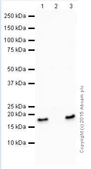 Western blot - Anti-Histone H3 (tri methyl K27) antibody [EPR18607] - ChIP Grade (AB192985)