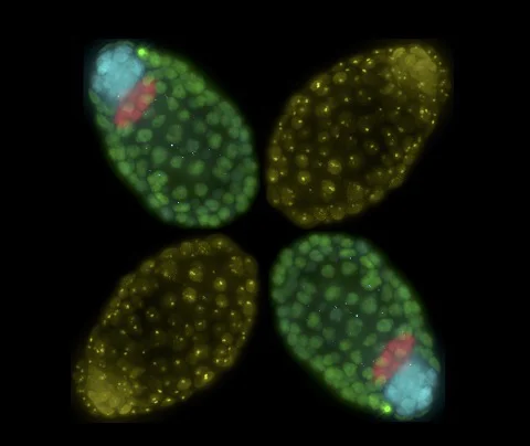 IHC - Wholemount - Anti-Histone H3 (tri methyl K27) antibody [mAbcam 6002] - ChIP Grade (AB6002)