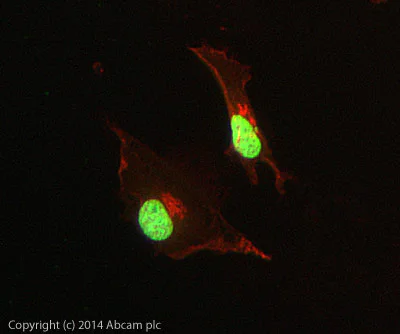 Immunocytochemistry/ Immunofluorescence - Anti-Histone H3 (tri methyl K27) antibody [mAbcam 6002] - ChIP Grade (AB6002)