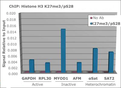 ChIP - Anti-Histone H3 (tri methyl K27, phospho S28) antibody (AB272155)