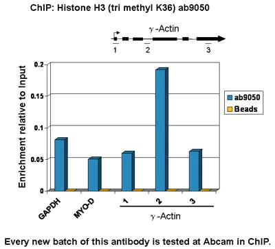 ChIP - Anti-Histone H3 (tri methyl K36) antibody - ChIP Grade (AB9050)