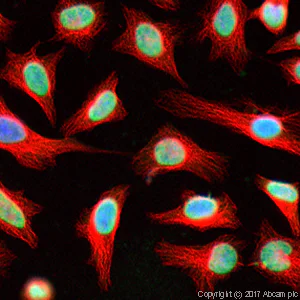 Immunocytochemistry/ Immunofluorescence - Anti-Histone H3 (tri methyl K36) antibody - ChIP Grade (AB9050)