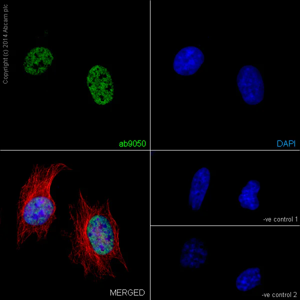 Immunocytochemistry/ Immunofluorescence - Anti-Histone H3 (tri methyl K36) antibody - ChIP Grade (AB9050)