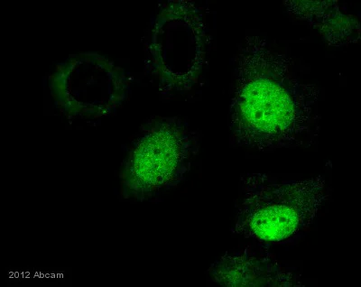Immunocytochemistry/ Immunofluorescence - Anti-Histone H3 (tri methyl K36) antibody - ChIP Grade (AB9050)
