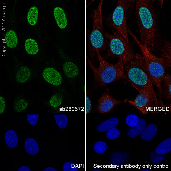 Immunocytochemistry/ Immunofluorescence - Anti-Histone H3 (tri methyl K36) antibody [EPR23525-232] - BSA and Azide free (AB282596)