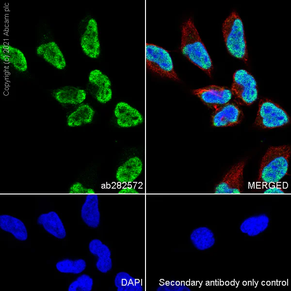 Immunocytochemistry/ Immunofluorescence - Anti-Histone H3 (tri methyl K36) antibody [EPR23525-232] - BSA and Azide free (AB282596)