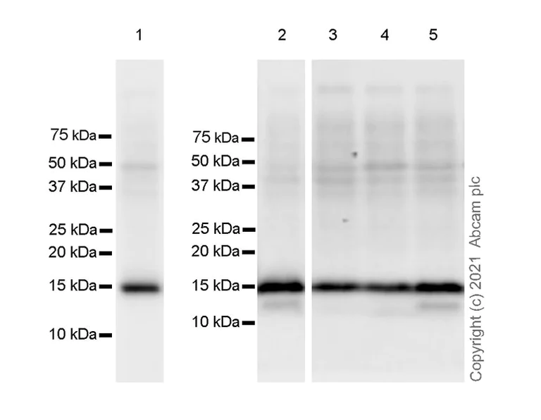 Western blot - Anti-Histone H3 (tri methyl K36) antibody [EPR23525-232] - BSA and Azide free (AB282596)