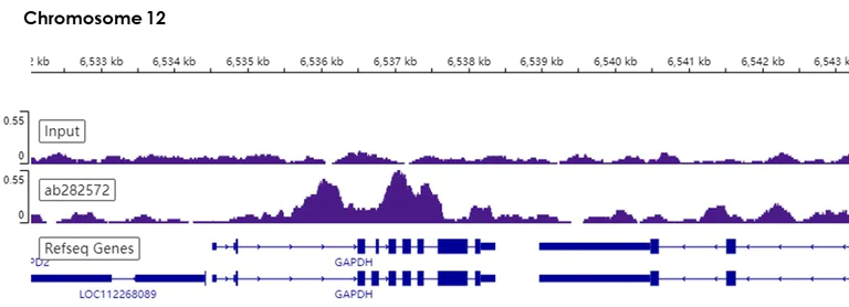 ChIP-sequencing - Anti-Histone H3 (tri methyl K36) antibody [EPR23525-232] - ChIP Grade (AB282572)